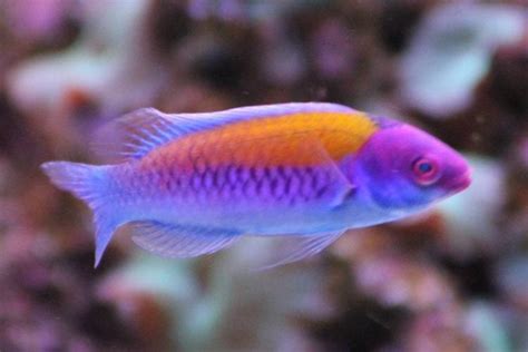 Orange Back Fairy Wrasse For Sale (Cirrhilabrus aurantidorsalis). TOP Care facts. Reefs4Less.com