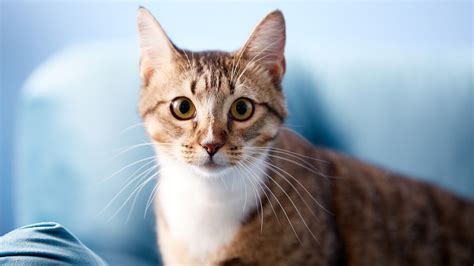 Feline Idiopathic Cystitis Symptoms and Solutions | BeChewy