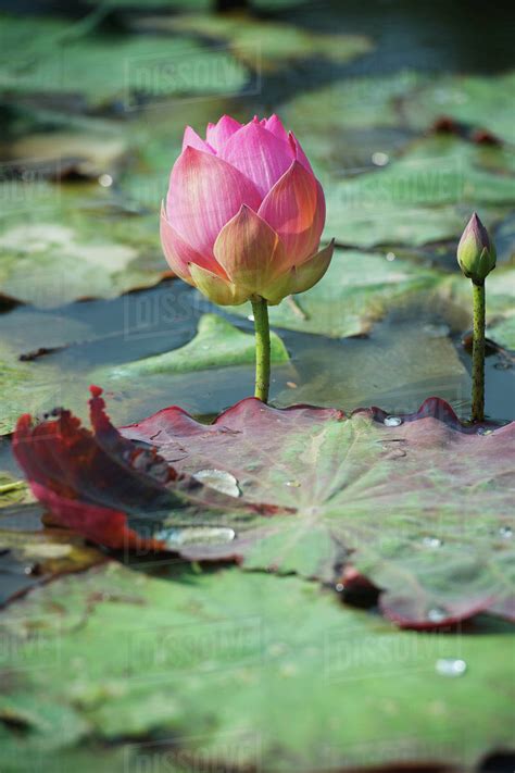 Lotus Flower In Thailand | Best Flower Site