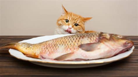 Why Do Cats Like Fish? - The Petster