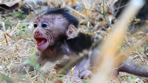 POOREST BABY MONKEY SCREAMING DEEP SCARE DUE TO MUM LESS CARE AND DROP ON THE GROUND. - YouTube