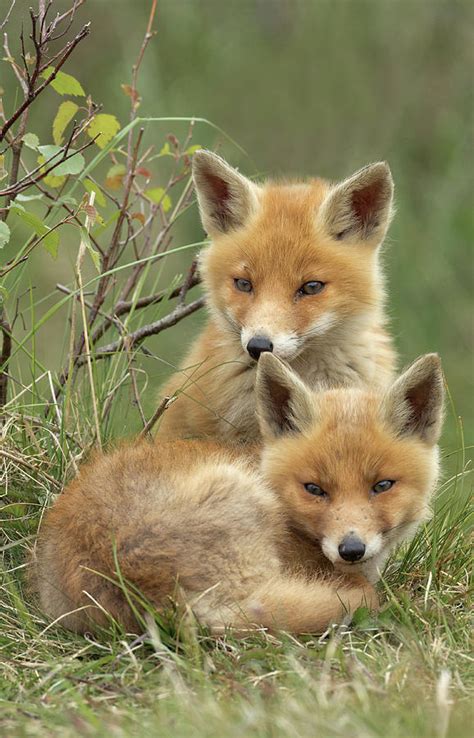 Red Fox Cubs Photograph by Menno Schaefer