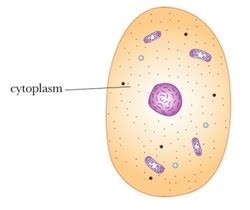 Chloroplasts, Cytoplasm, & Cytoskeleton - Organelles of a Eukaryotic Cell