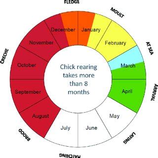 Emperor penguin breeding cycle. Adapted from Wienecke et al., 2013 ...