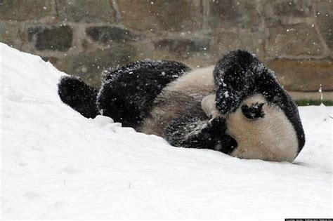 Pandas Snow Day At National Zoo | HuffPost