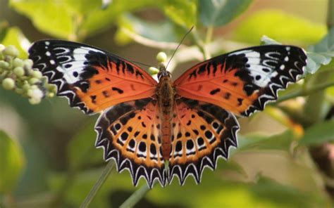 7 Spectacular Butterflies of India (Photos) - India's Endangered