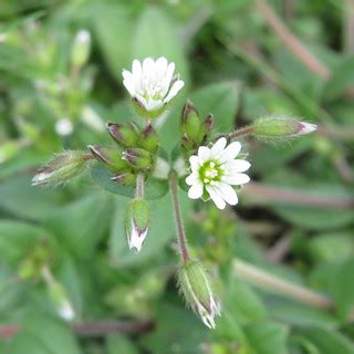 Common Mouse-ear - Cerastium fontanum 1a | Common Mouse-ear,… | Flickr