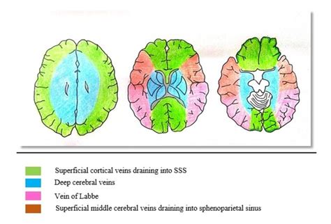 Illustration showing venous drainage territories of the brain | Download Scientific Diagram