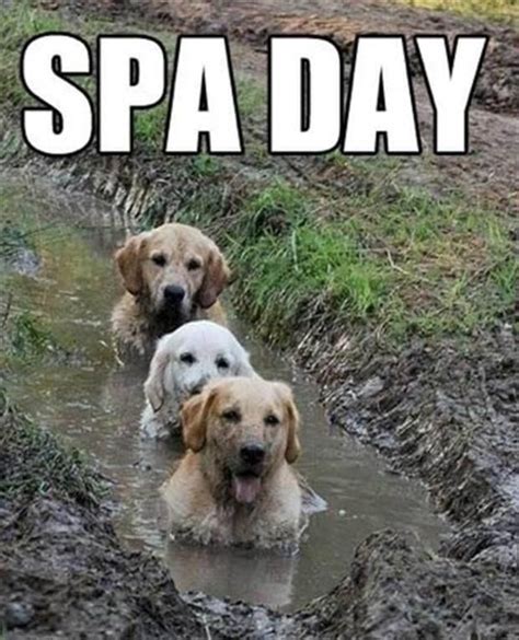 Spa day---three pups in a mud bath. Bliss! dogs, funny, and humor image | Dog Life | Funny Dogs ...