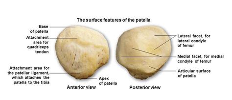 Patella Anterior And Posterior View