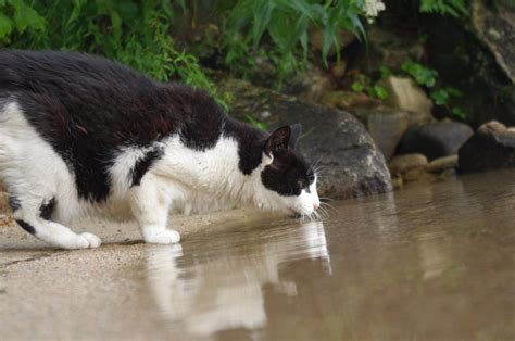 How to prevent dehydration in cats – Adventure Cats