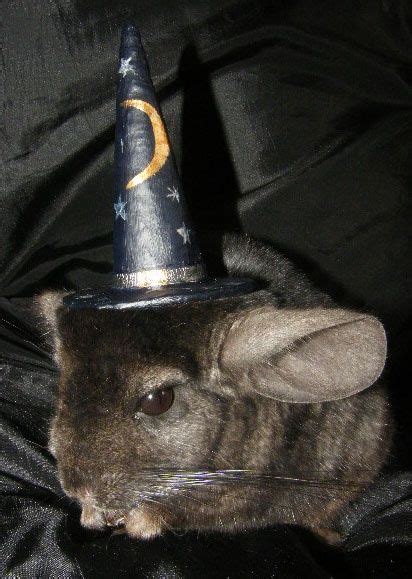 Cute chinchilla in a wizard hat. | Chinchilla cute, Chinchilla, Pocket pet