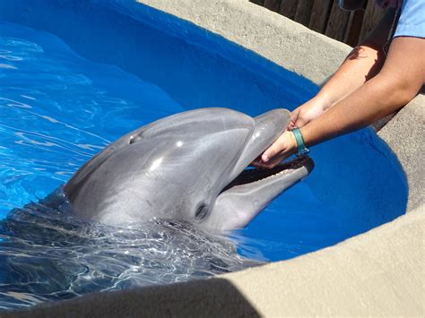 Bottlenose Dolphin at SeaWorld Orlando - ZooChat