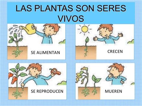 Las plantas para niños | Ciclo de vida de las plantas, Ciclos de vida de las plantas ...