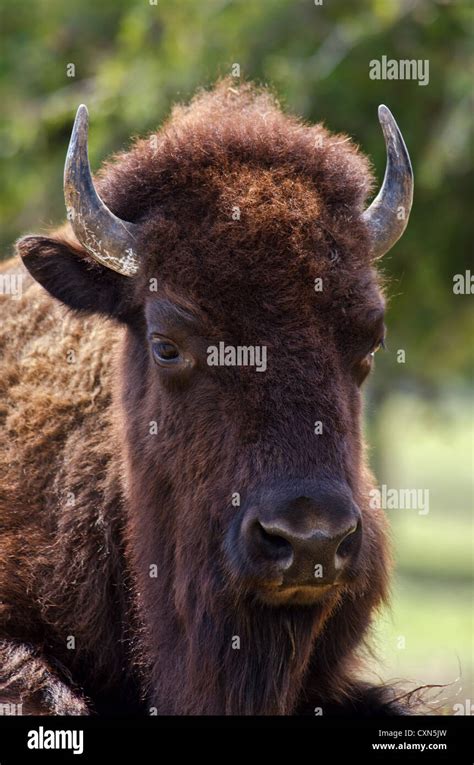 American bison horns hi-res stock photography and images - Alamy