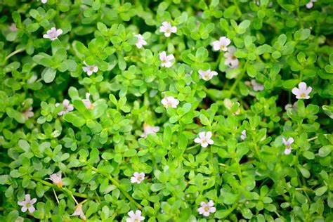 How To Use Brahmi | Best Ways To Use Brahmi For Better Cognition