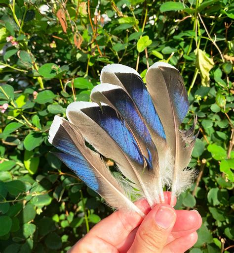 Blue feather duck feather natural organic feather British | Etsy