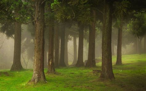 Download Fog Green Nature Forest HD Wallpaper