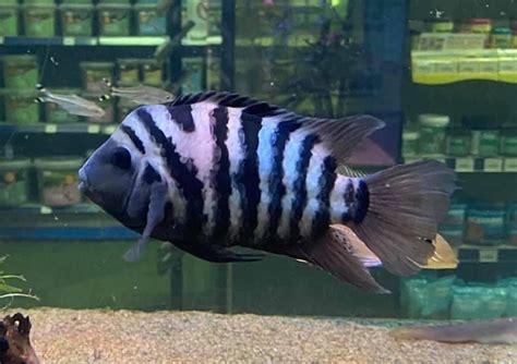 Convict Cichlid-Amatitlania nigrofasciata