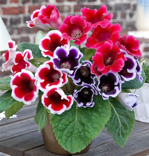 Potted Gloxinia Mix - Florissa | Flowers, Roses, Fruits and ...