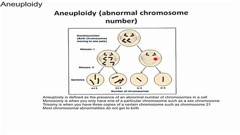 Aneuploidy - YouTube