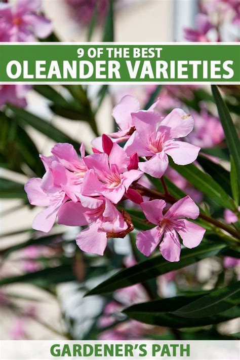 9 of the Best Oleander Varieties | Gardener’s Path