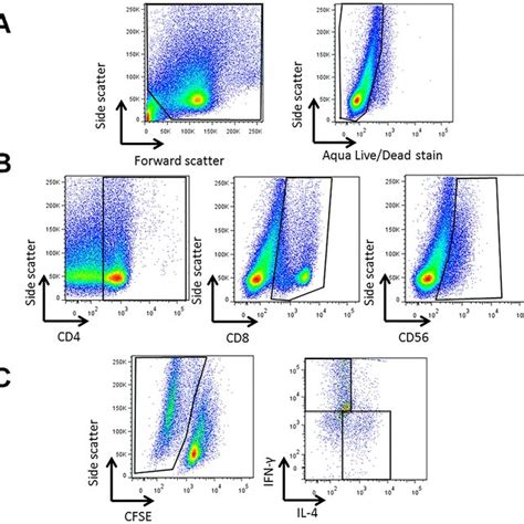 Proliferative response of PBMC lymphocytes to crustacean extracts.... | Download Scientific Diagram