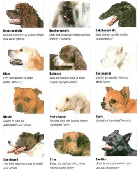 Dog Skull & Head Types √ Dog Head Structure, Shapes | DOGICA®