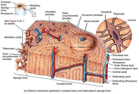 bone structure model labeled - Google Search | Basic anatomy and ...