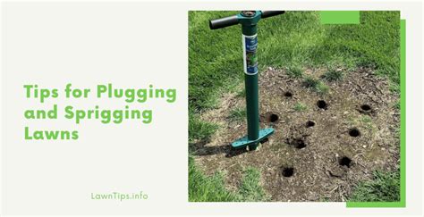 Tips for Plugging and Sprigging Lawns - Lawn tips - Medium