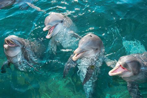 Dolphin Experiences at the Aquarium | musement