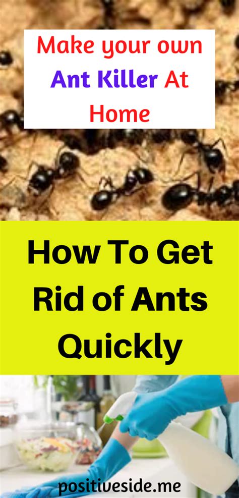 How To Get Rid Of Ants Quickly- 2020 · PositveSide | Get rid of ants, Rid of ants, Home remedies ...