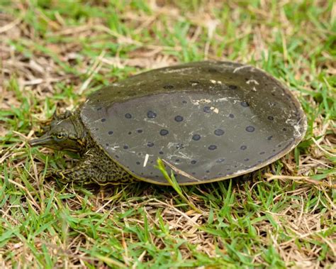 Spiny Softshell Turtle - Facts, Diet, Habitat & Pictures on Animalia.bio