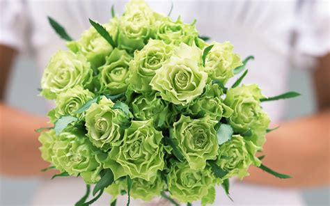 Green Roses Wallpaper - Wallpaper, High Definition, High Quality, Widescreen