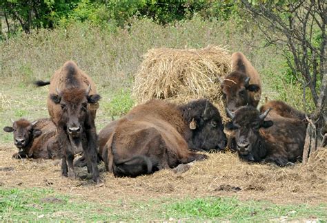 Bison herd remains free, for now - Times Union