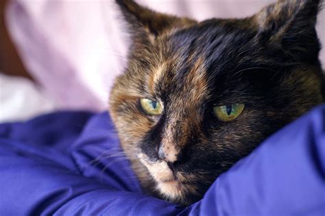 Tortoiseshell Cat Breed: Facts, Appearance, Health, and More