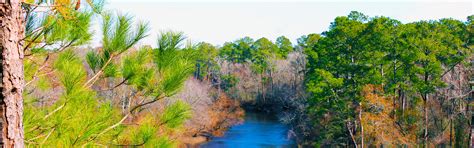 Cliffs of the Neuse State Park: Home | NC State Parks