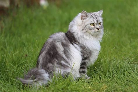 Grey Persian Cat: Info, Genetics, Traits & FAQs (With Pictures)