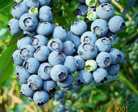 How to Grow Blueberries - The Homestead Garden