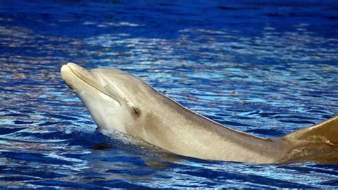 Swim With Dolphins in Miami - Miami Beach Travel Advisor