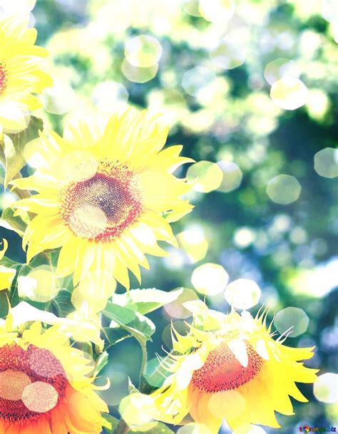 Download free picture bouquet sunflowers bokeh card background on CC-BY License ~ Free Image ...