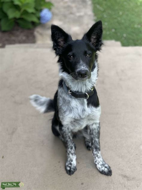 Border Collie / Blue Heeler (Australian Cattle Dog) Mix - Stud Dog in ...