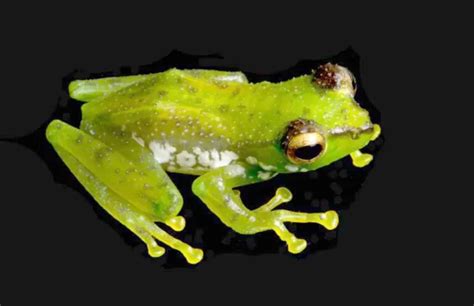 New green tree frog species discovered | The Arunachal Times