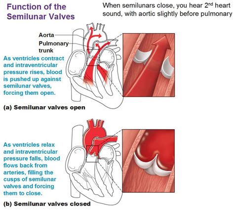 Atrioventricular Valve Function