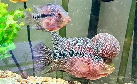 Future breeding pair! : r/Cichlid