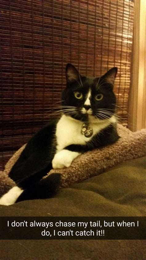 The Most Interesting Tuxedo Cat in the World | Cute animals, Cute cats and kittens, Cute funny ...