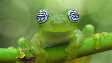 Glass Frog in its Natural Habitat in the Caribbean Forest, Stock Footage