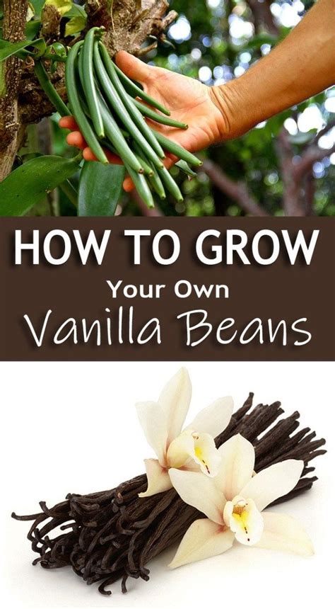 Growing Vanilla Beans (Vanilla planifolia) - NL Today