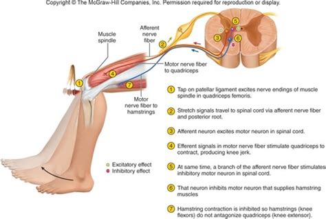 Patellar Tendon Reflex Nerve Root - slideshare