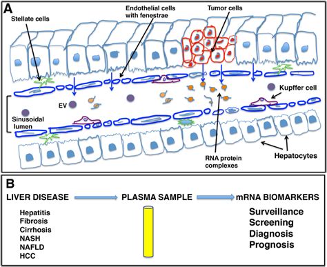 Schematic representation of liver sinusoids and loose architecture of ...